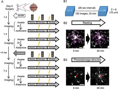 In vivo Two-Photon Imaging of Anesthesia-Specific Alterations in Microglial Surveillance and Photodamage-Directed Motility in Mouse Cortex